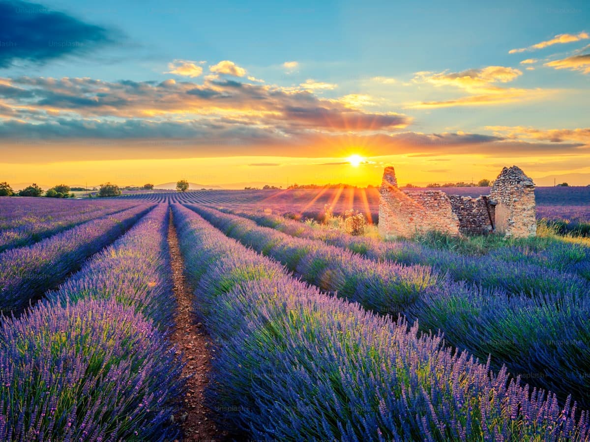 Campo de lavanda en Provenza al atardecer